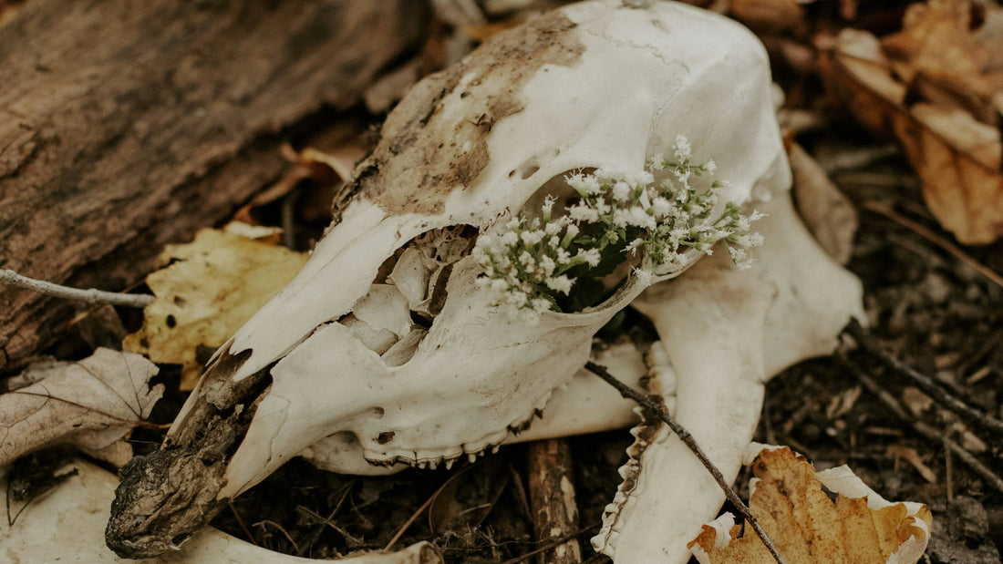 Collecting & Cleaning Animal Bones: 5 Best Practices