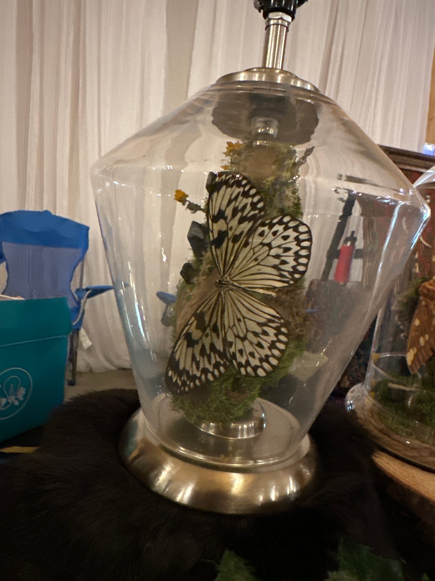 Rice Paper Butterfly Lmap