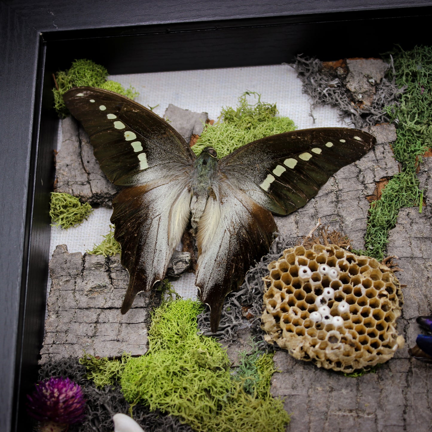 Butterfly & Beetle | Pinned Insect Frame | Mookaite Meadows
