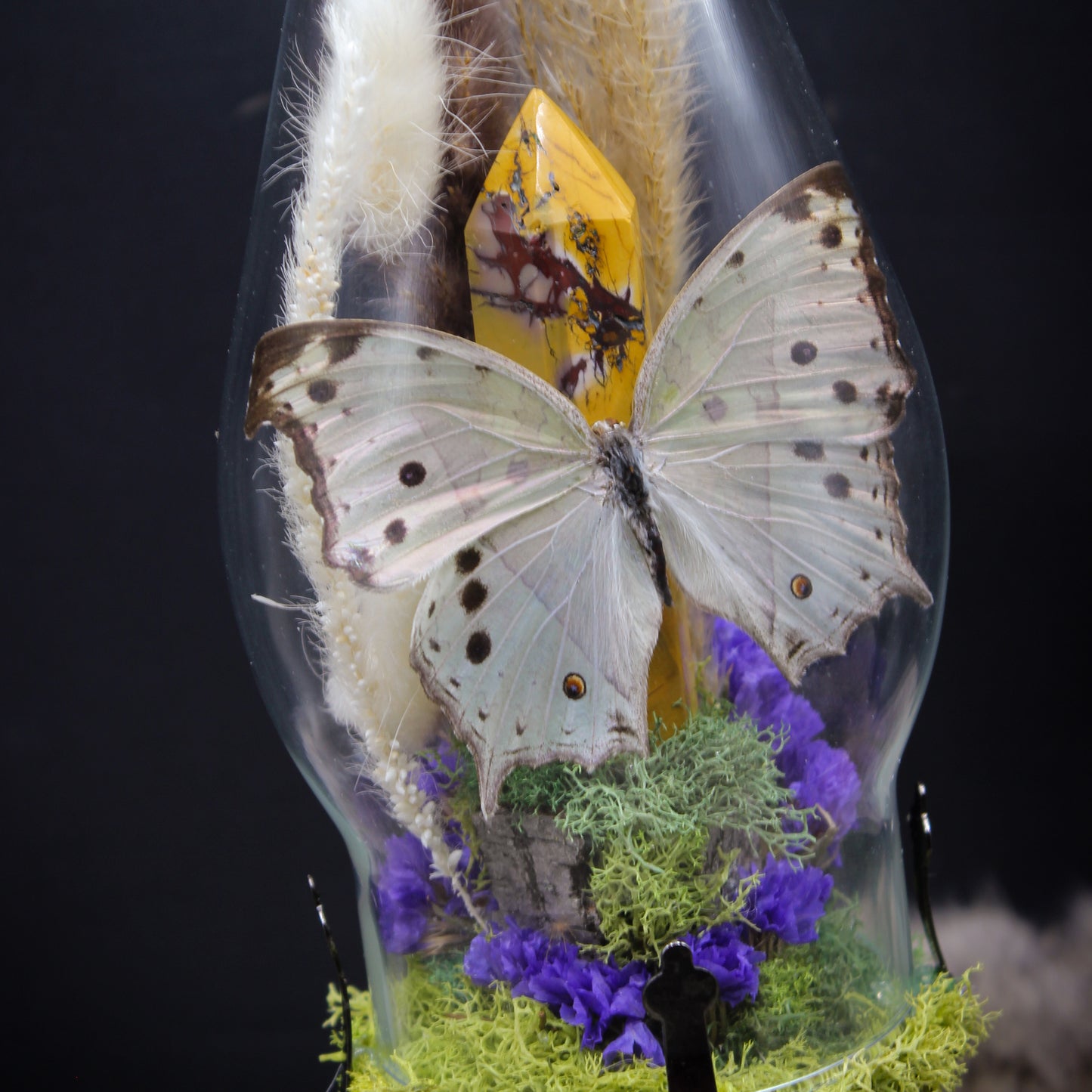 Pearl Salamis Butterfly | Pinned Insect Display | Mookaite Meadows