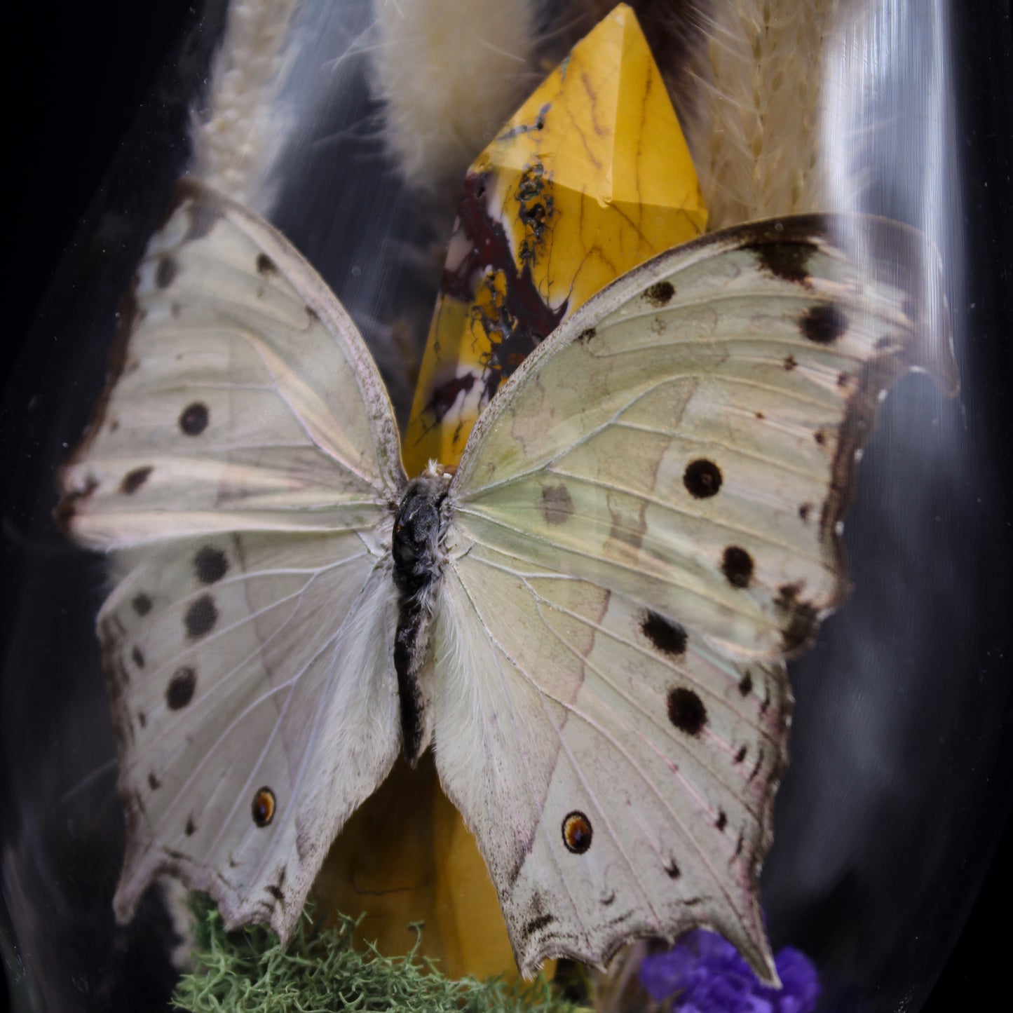 Pearl Salamis Butterfly | Pinned Insect Display | Mookaite Meadows