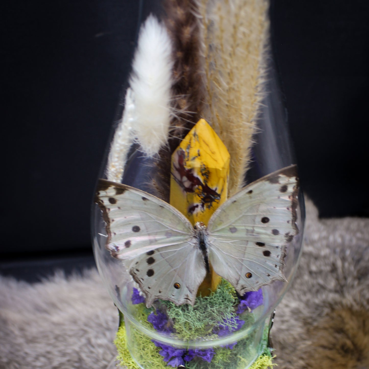 Pearl Salamis Butterfly | Pinned Insect Display | Mookaite Meadows