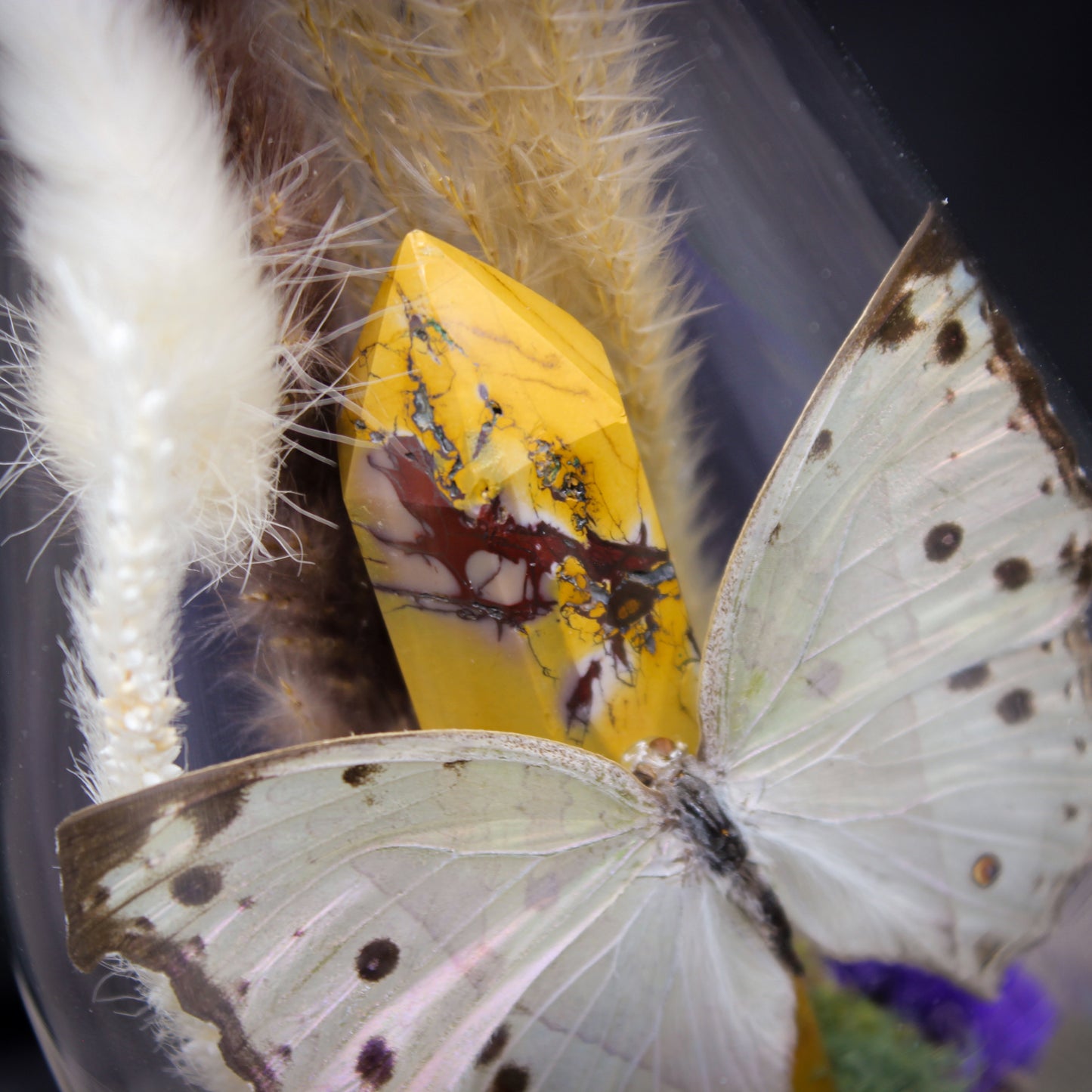 Pearl Salamis Butterfly | Pinned Insect Display | Mookaite Meadows