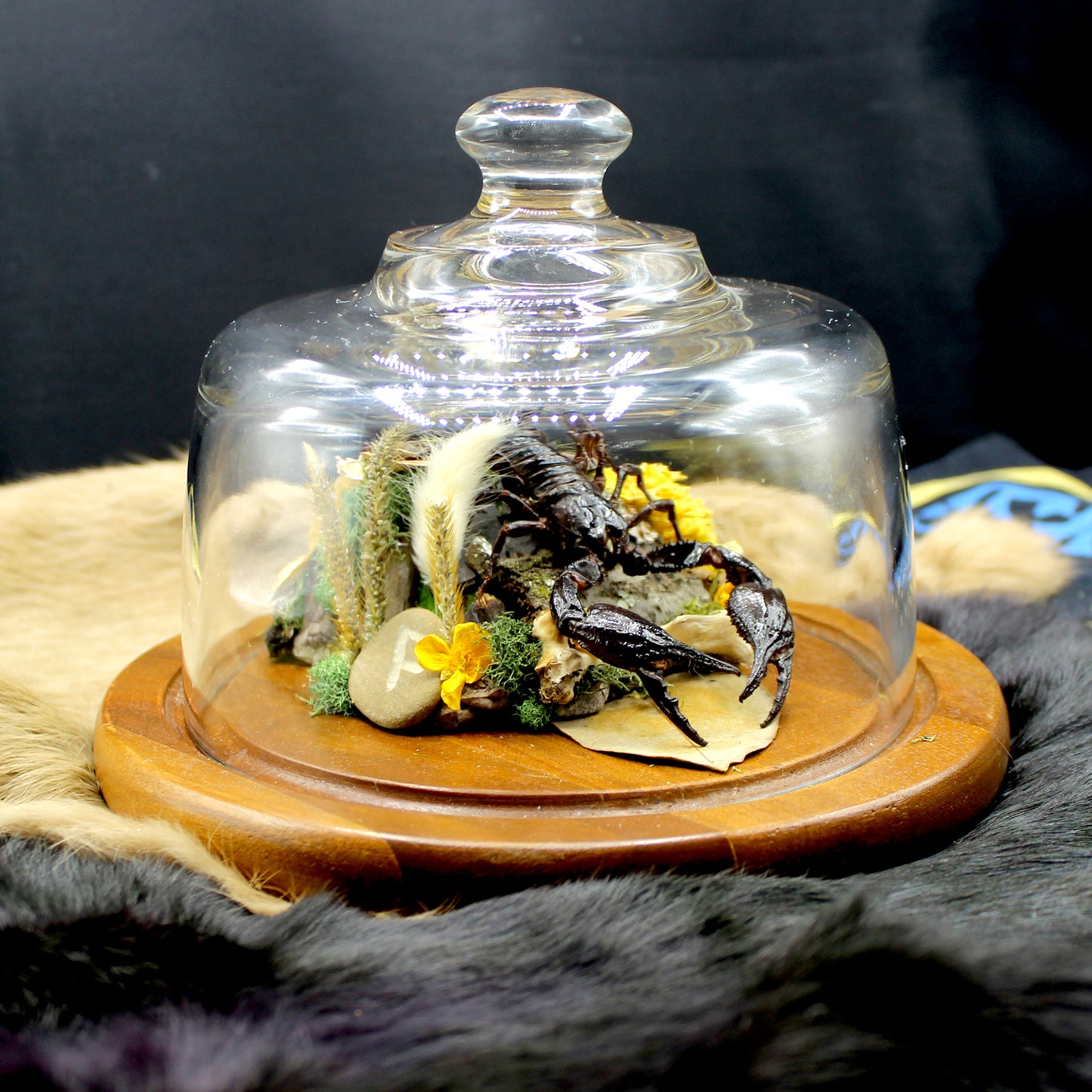 Giant Forest Scorpion | Pinned Insect Display
