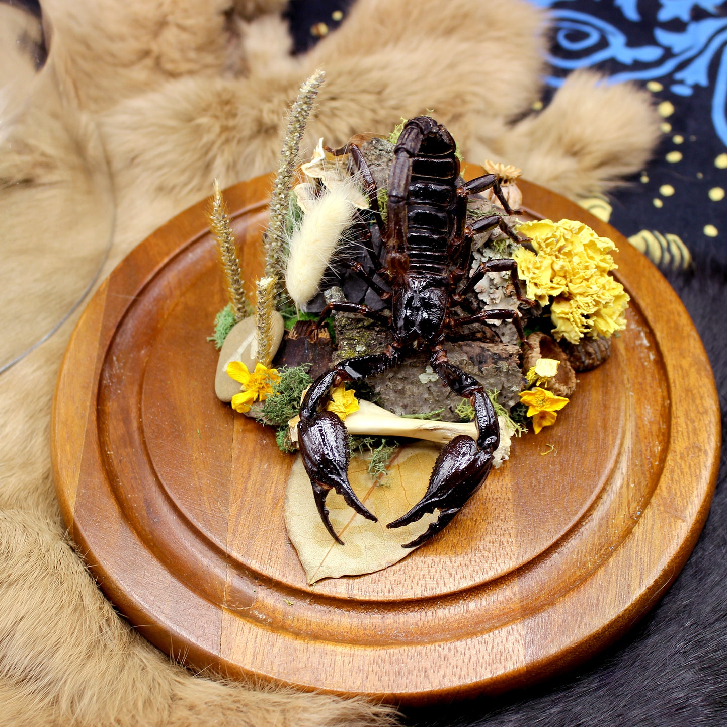 Giant Forest Scorpion | Pinned Insect Display