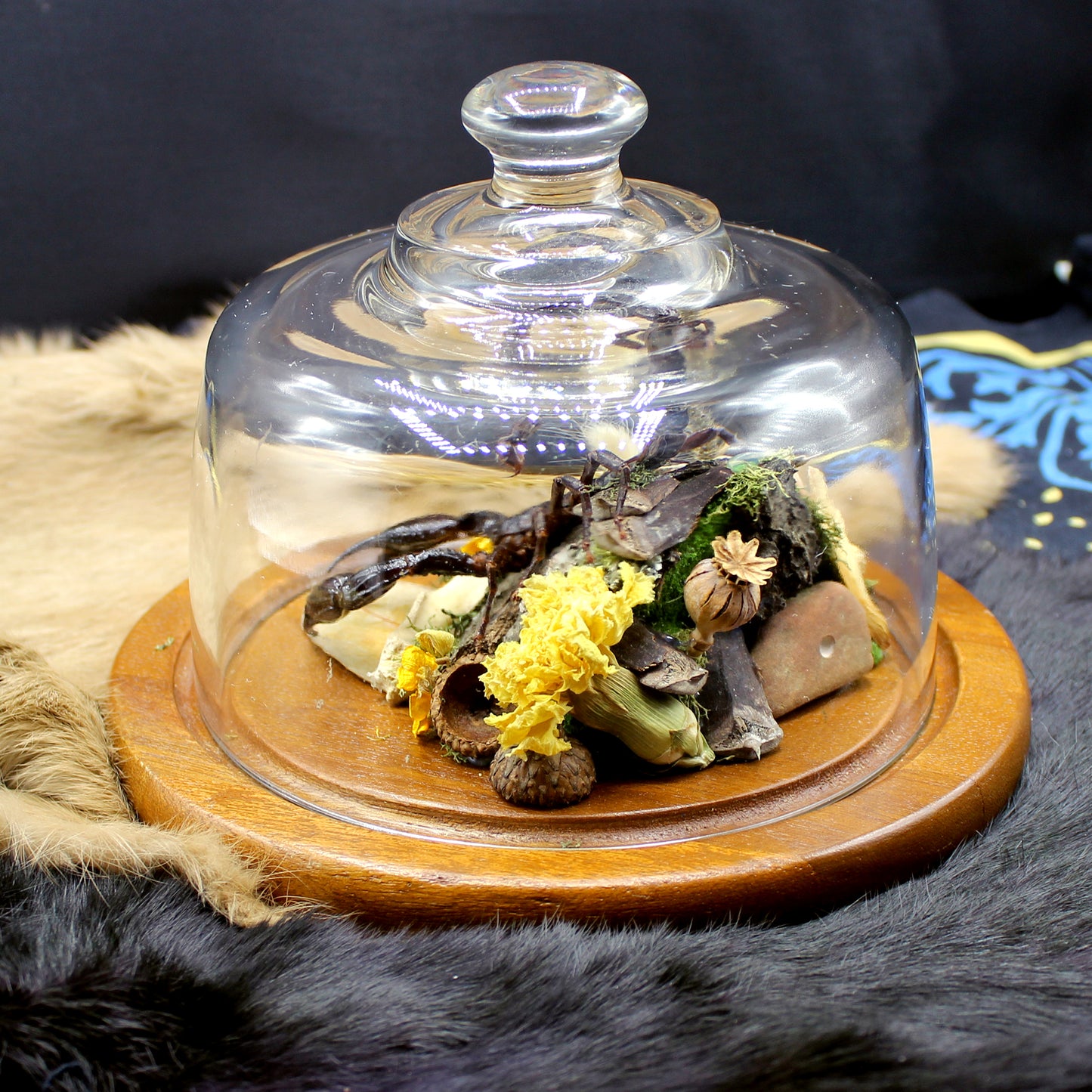 Giant Forest Scorpion | Pinned Insect Display