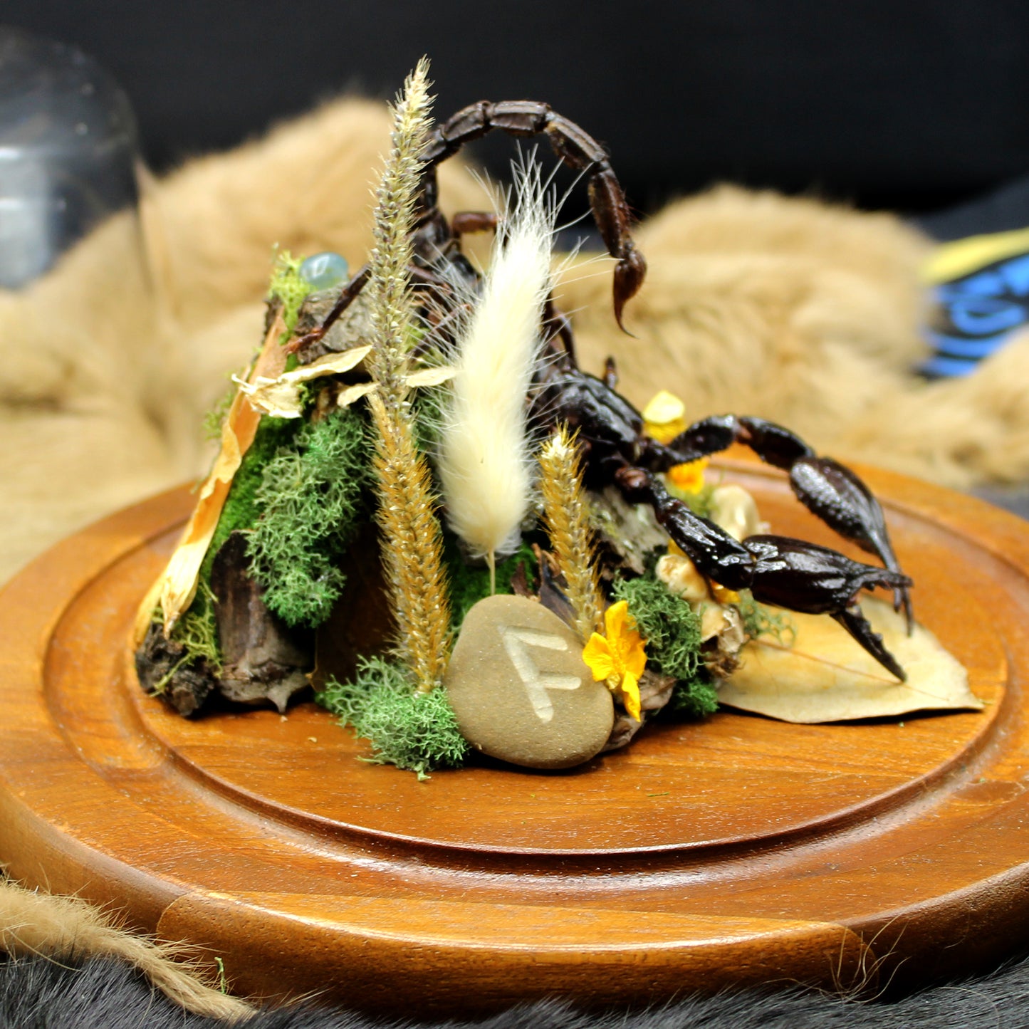 Giant Forest Scorpion | Pinned Insect Display
