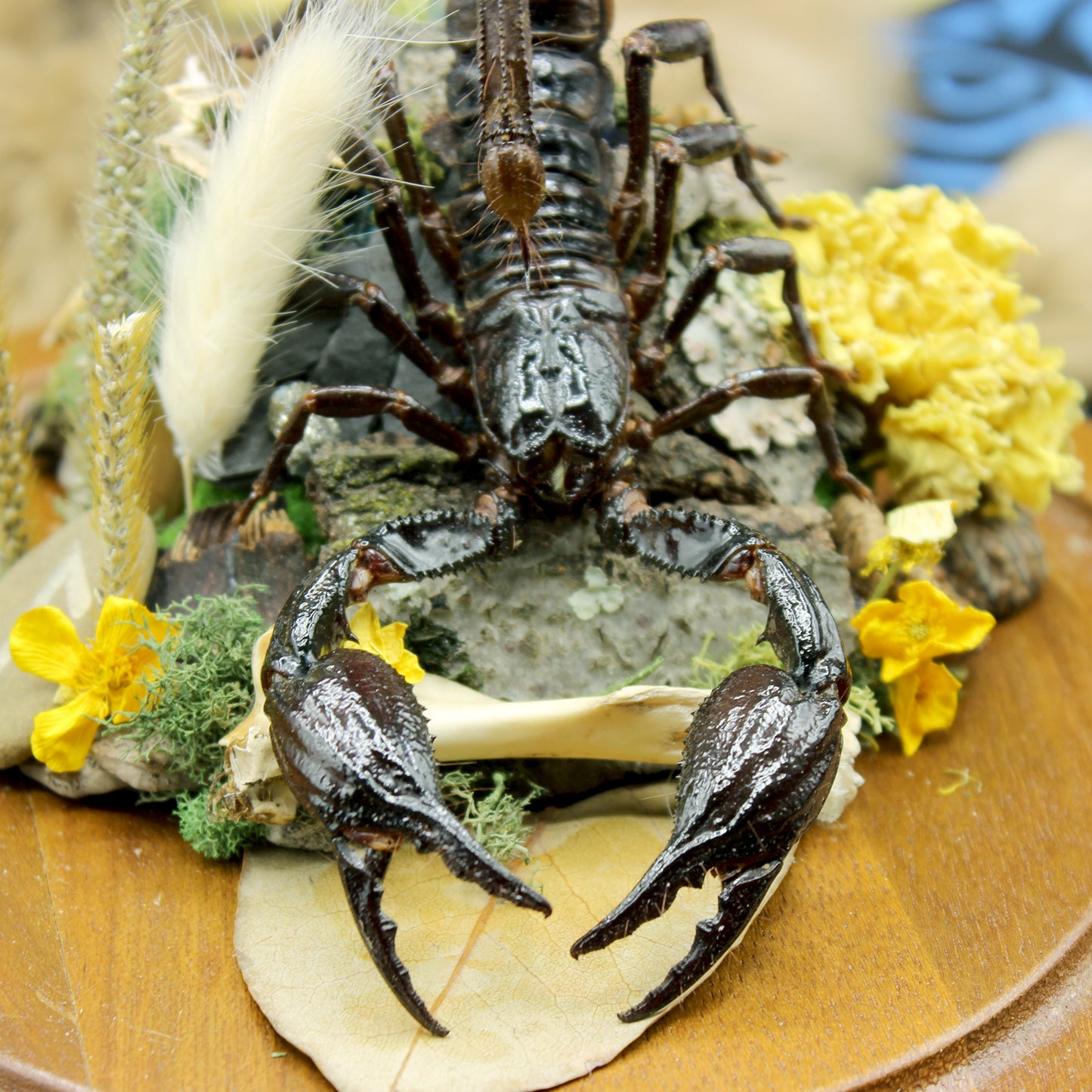 Giant Forest Scorpion | Pinned Insect Display