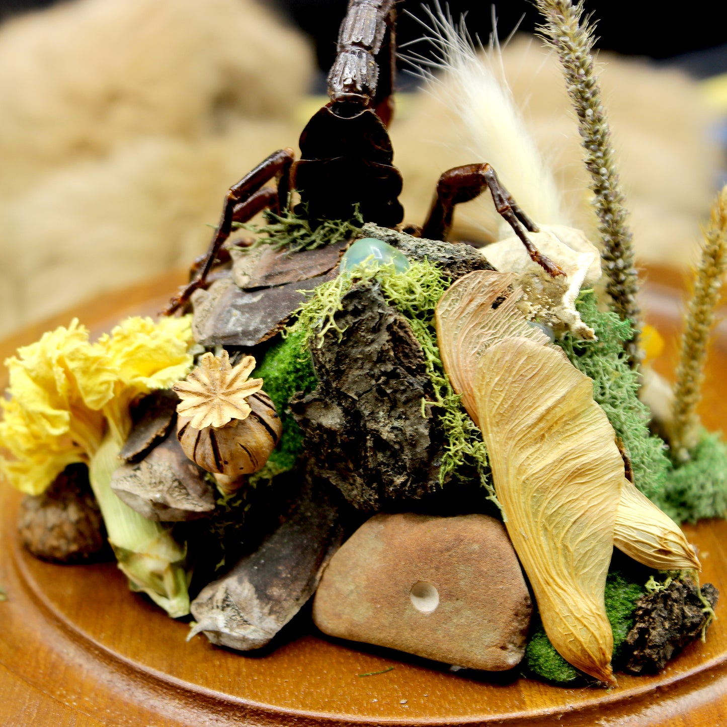 Giant Forest Scorpion | Pinned Insect Display