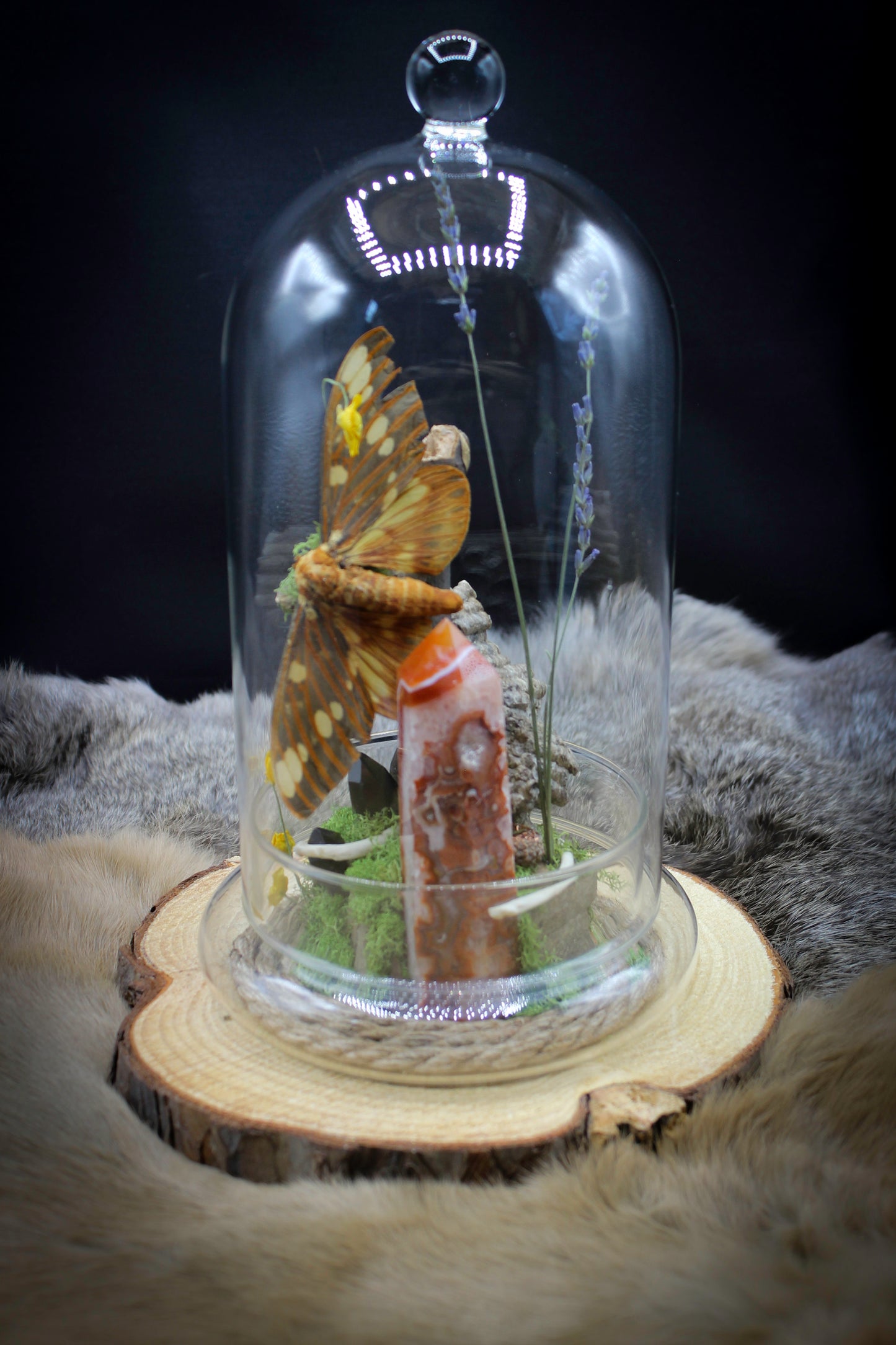 Regal Moth & Carnelian Cloche
