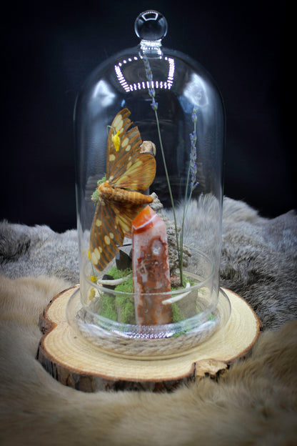 Regal Moth & Carnelian Cloche