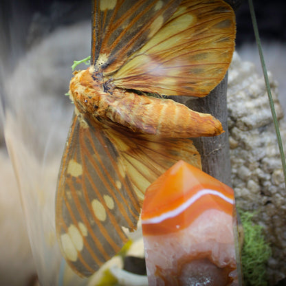 Regal Moth & Carnelian Cloche