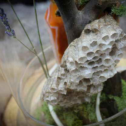 Regal Moth & Carnelian Cloche