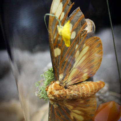 Regal Moth & Carnelian Cloche