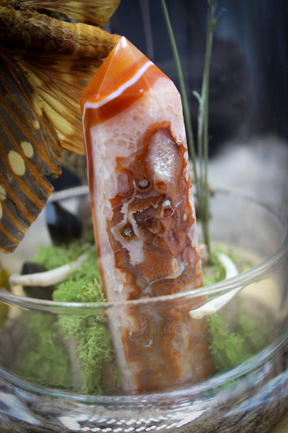 Regal Moth & Carnelian Cloche