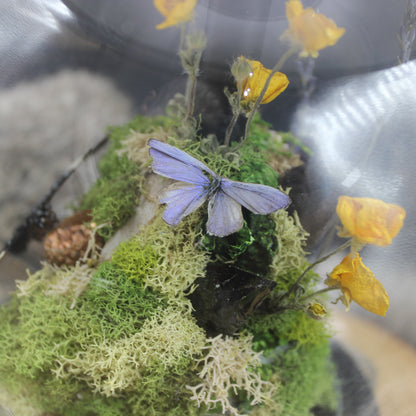 Butterfly Lamp