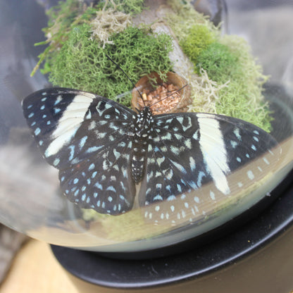 Butterfly Lamp
