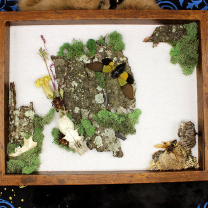 Cicada & Wasp Frame | Real Pinned Insect Display