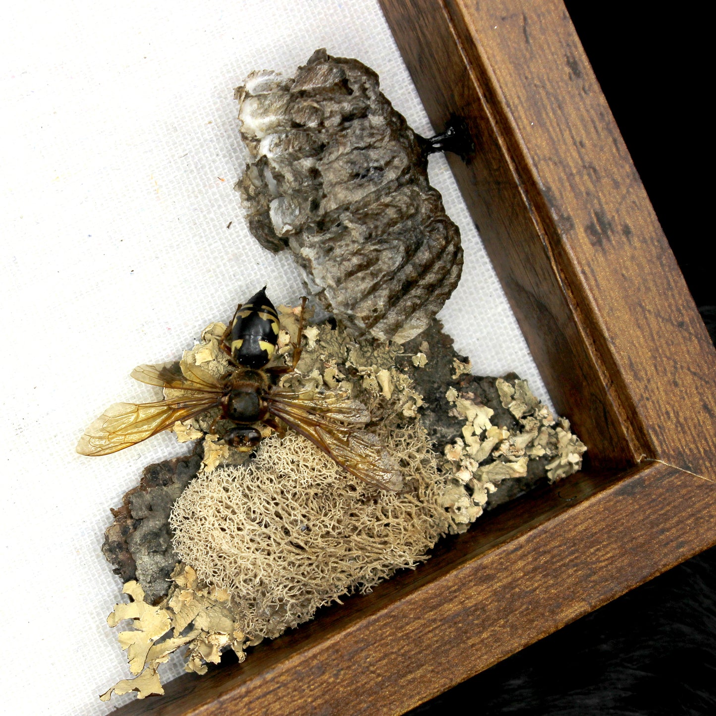 Cicada & Wasp Frame | Real Pinned Insect Display