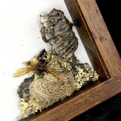 Cicada & Wasp Frame | Real Pinned Insect Display