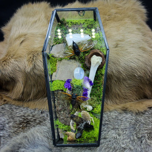 Cicada Moon Stone Coffin | Gothic Beauty Colleciton