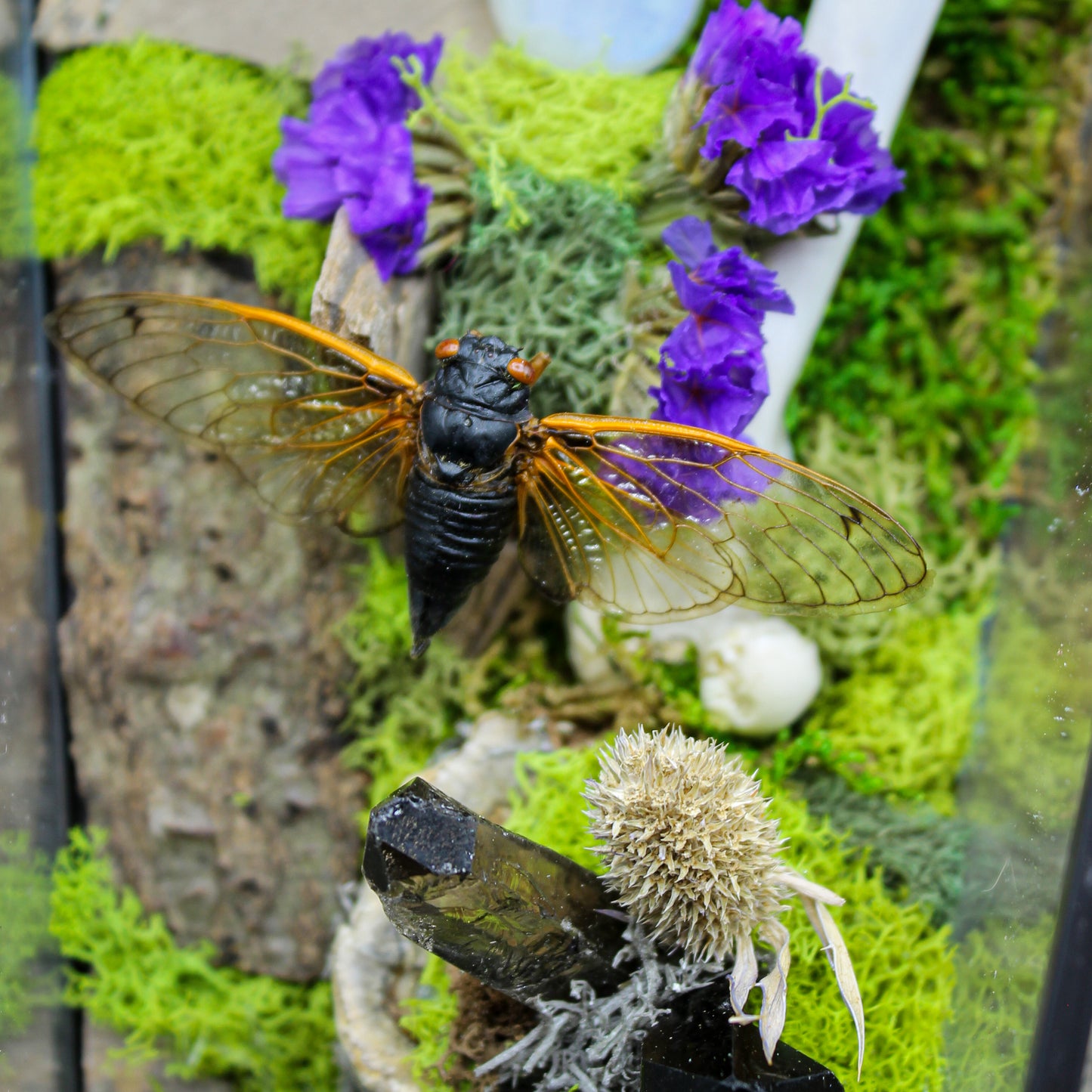 Cicada Moon Stone Coffin | Gothic Beauty Colleciton