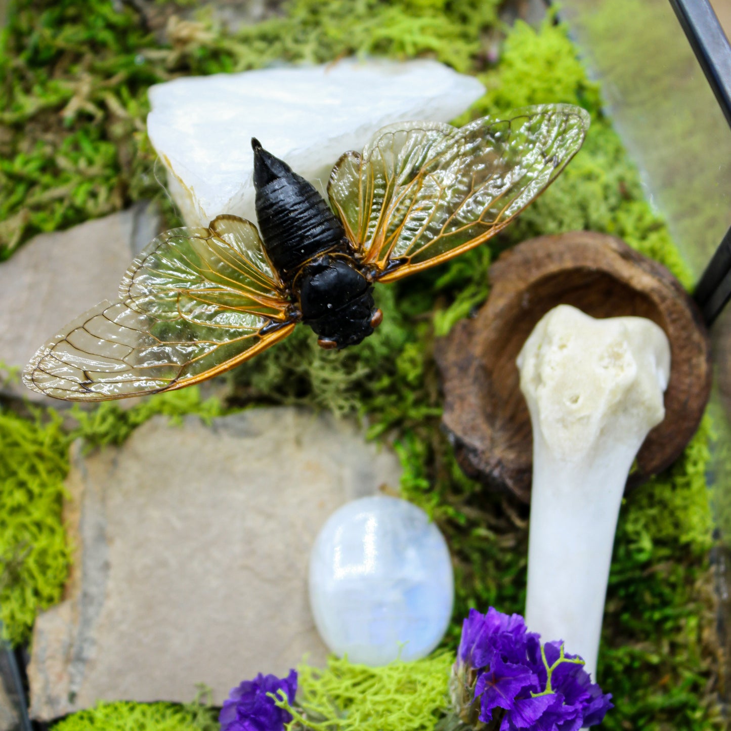 Cicada Moon Stone Coffin | Gothic Beauty Colleciton