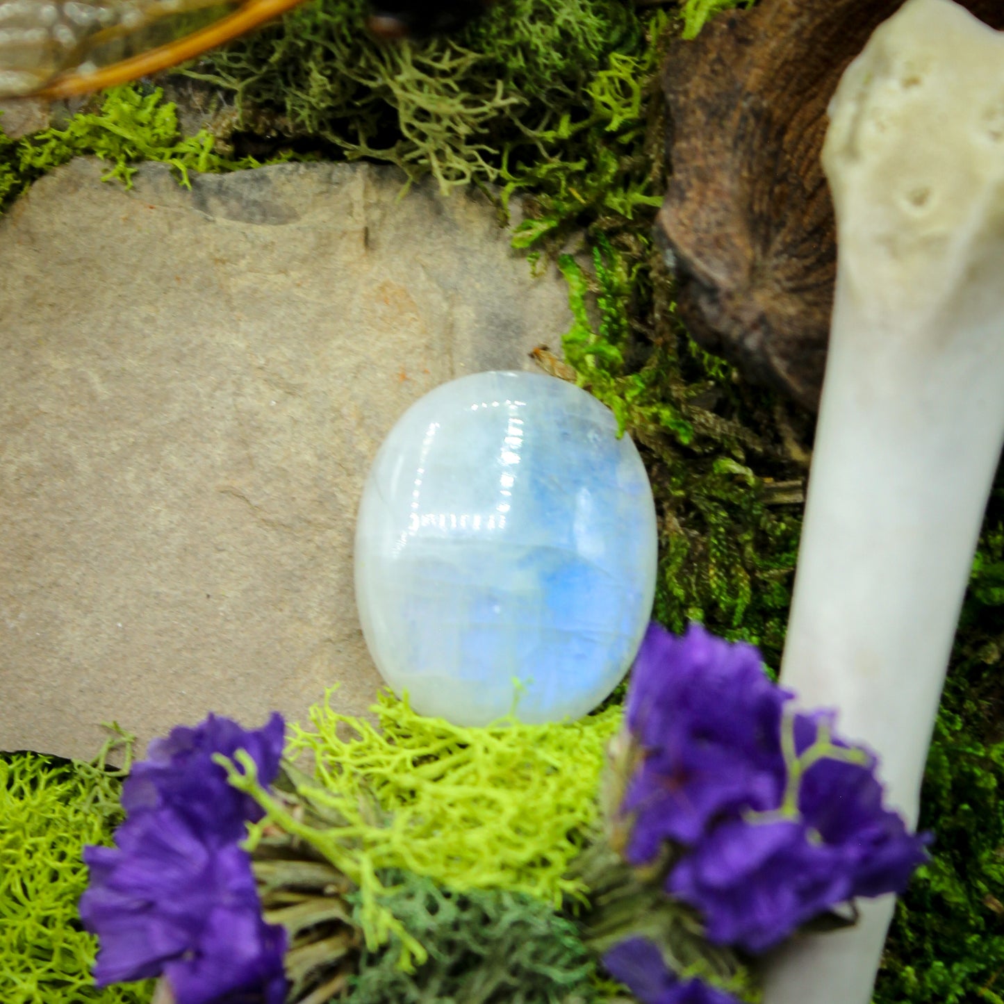 Cicada Moon Stone Coffin | Gothic Beauty Colleciton