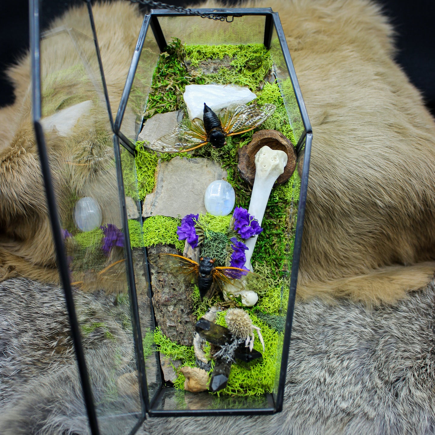 Cicada Moon Stone Coffin | Gothic Beauty Colleciton