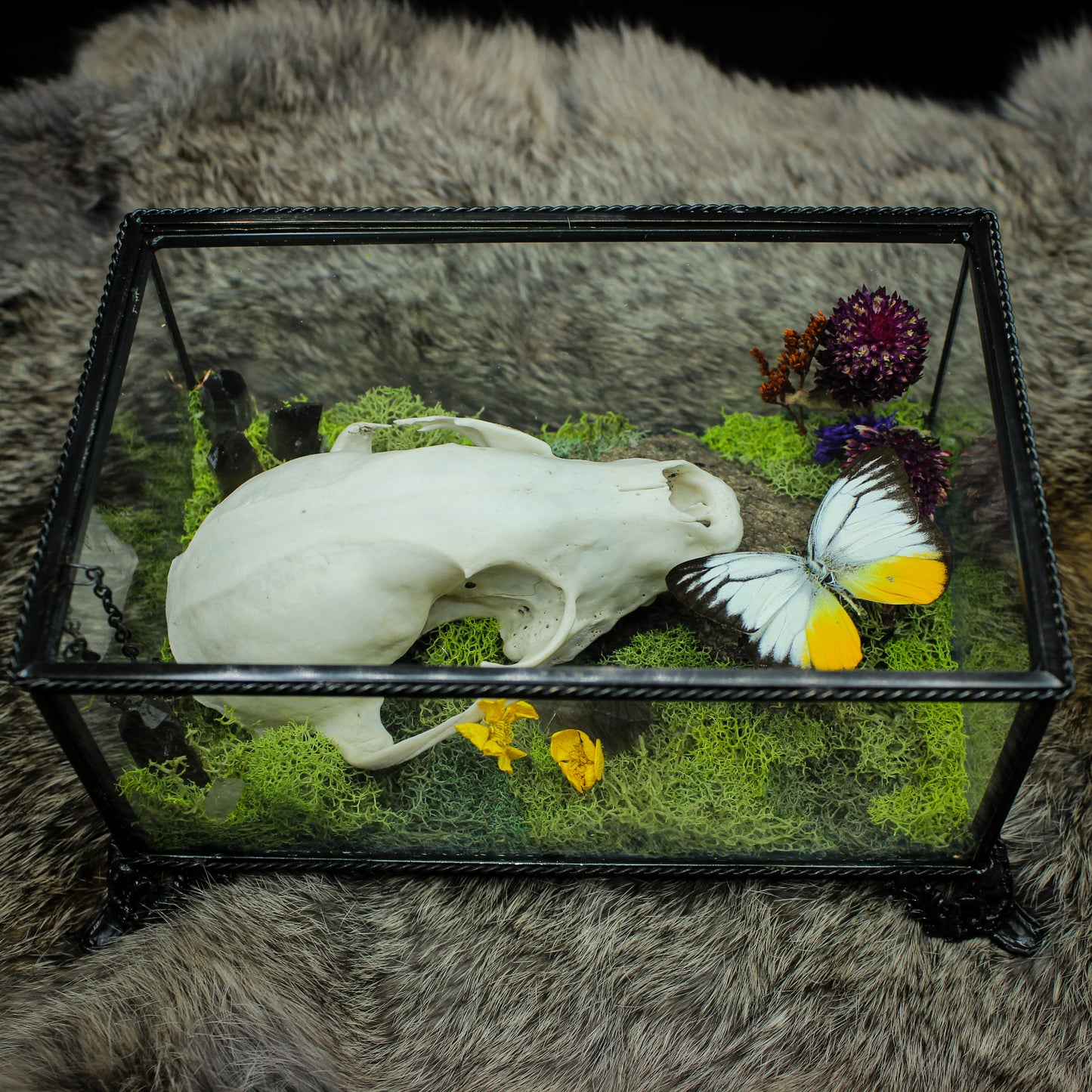 Fox Skull & Gull Butterfly Box | Gothic Beauty Collection