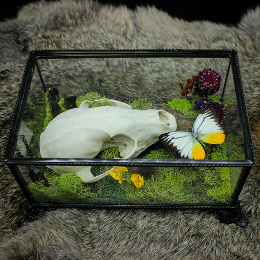 Fox Skull & Gull Butterfly Box | Gothic Beauty Collection
