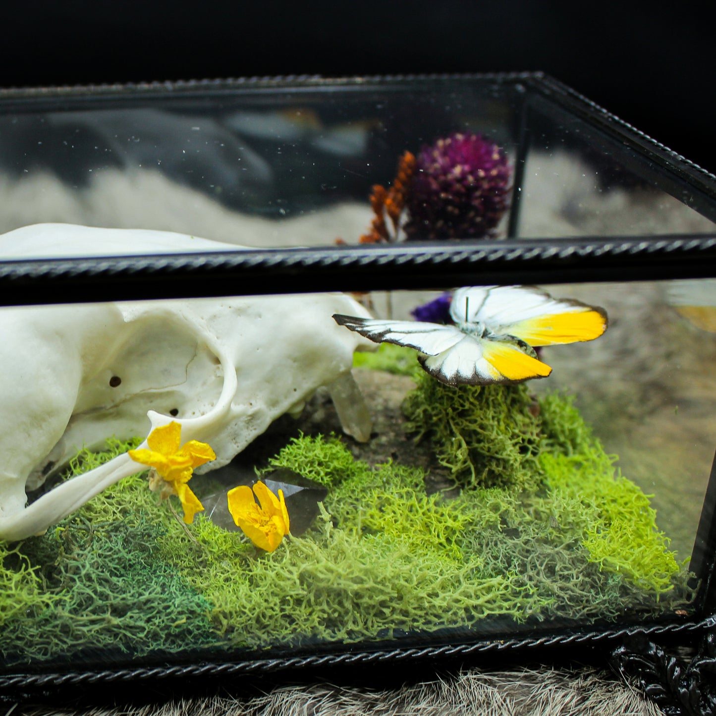 Fox Skull & Gull Butterfly Box | Gothic Beauty Collection