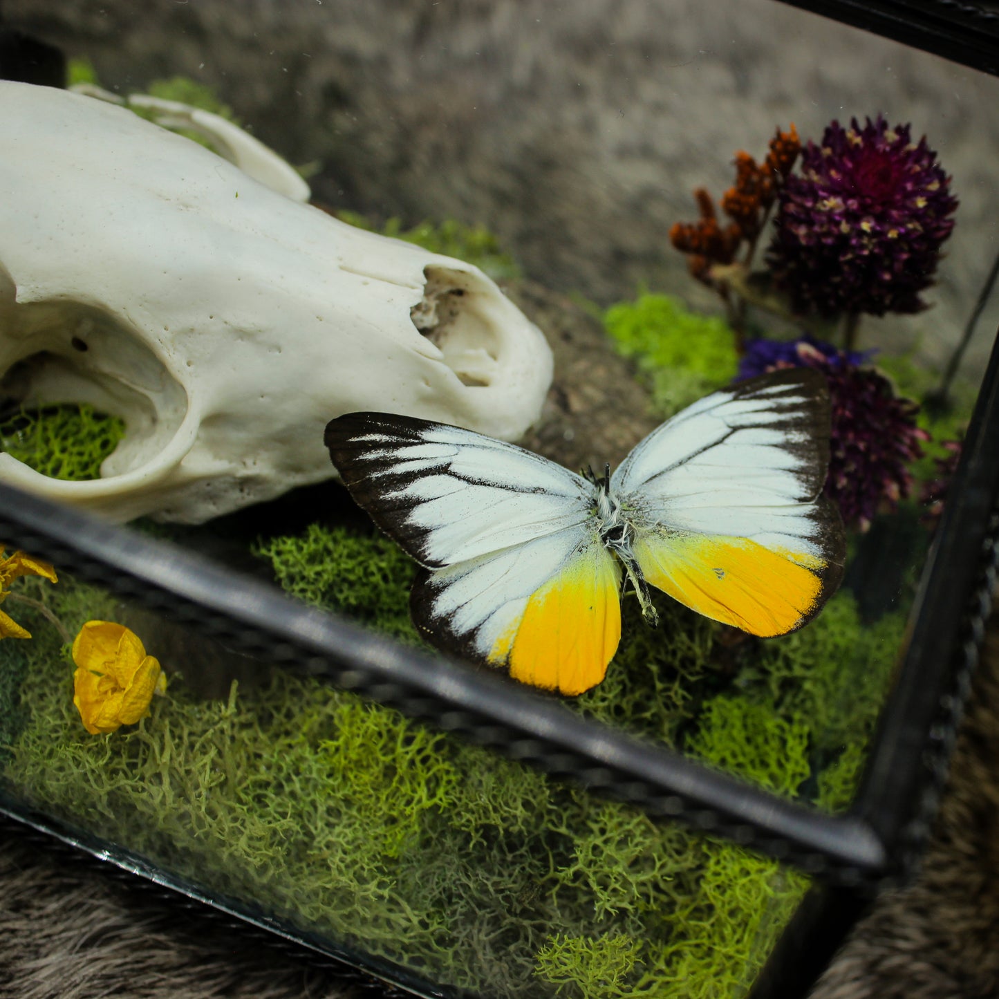 Fox Skull & Gull Butterfly Box | Gothic Beauty Collection