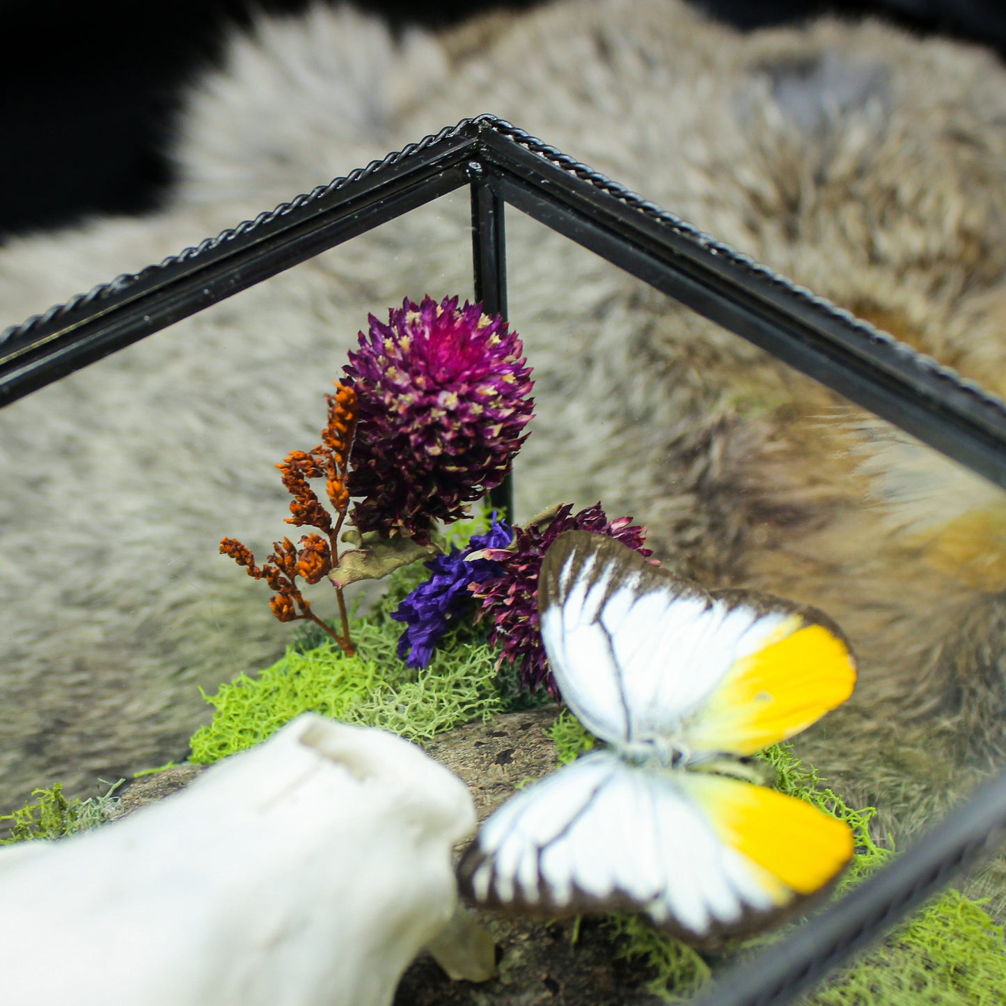 Fox Skull & Gull Butterfly Box | Gothic Beauty Collection