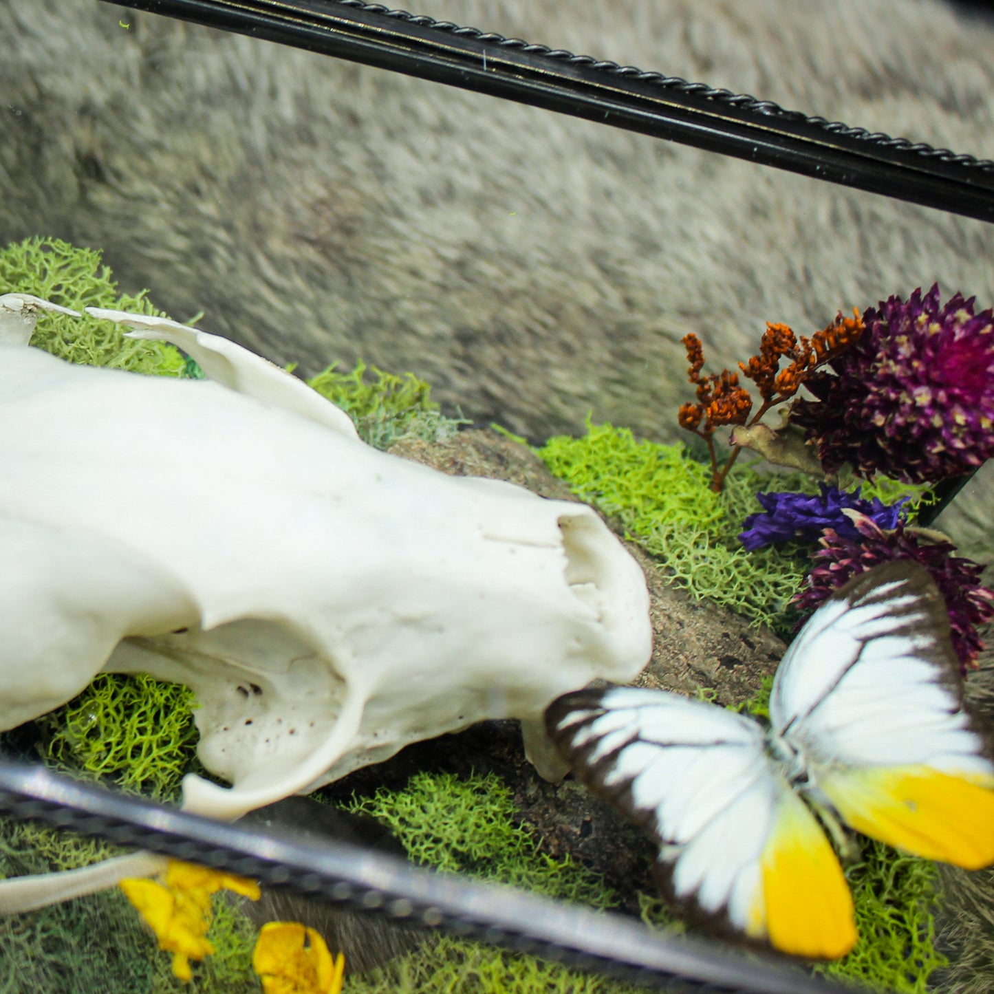Fox Skull & Gull Butterfly Box | Gothic Beauty Collection
