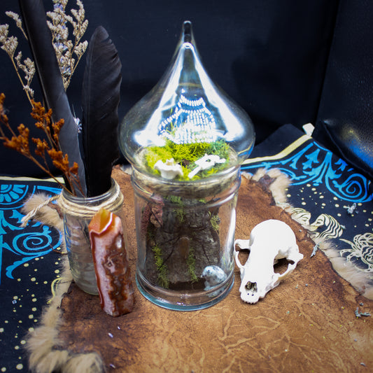 Orb Weaver Jar Display | Real Spider | Gothic Beauty Collection