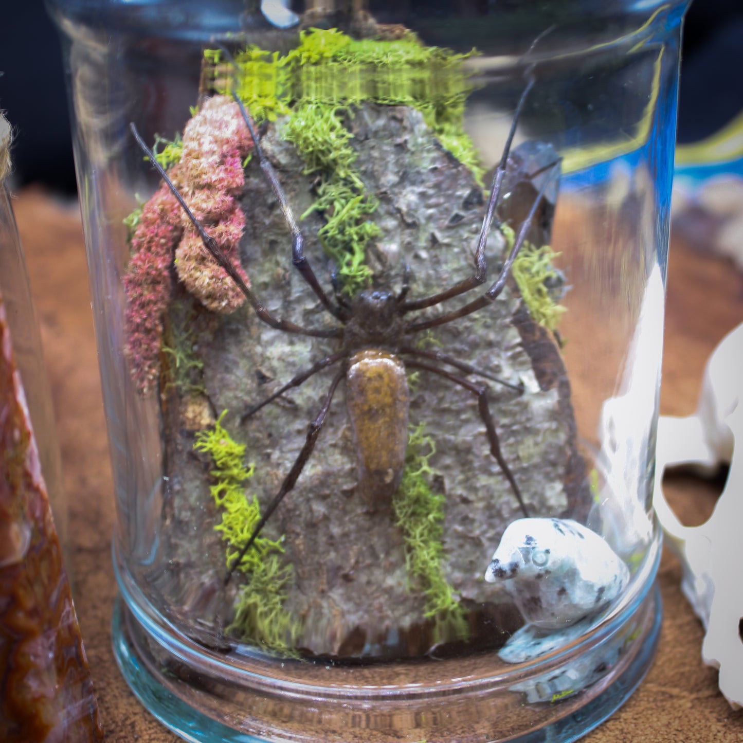 Orb Weaver Jar Display | Real Spider | Gothic Beauty Collection