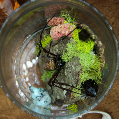 Orb Weaver Jar Display | Real Spider | Gothic Beauty Collection