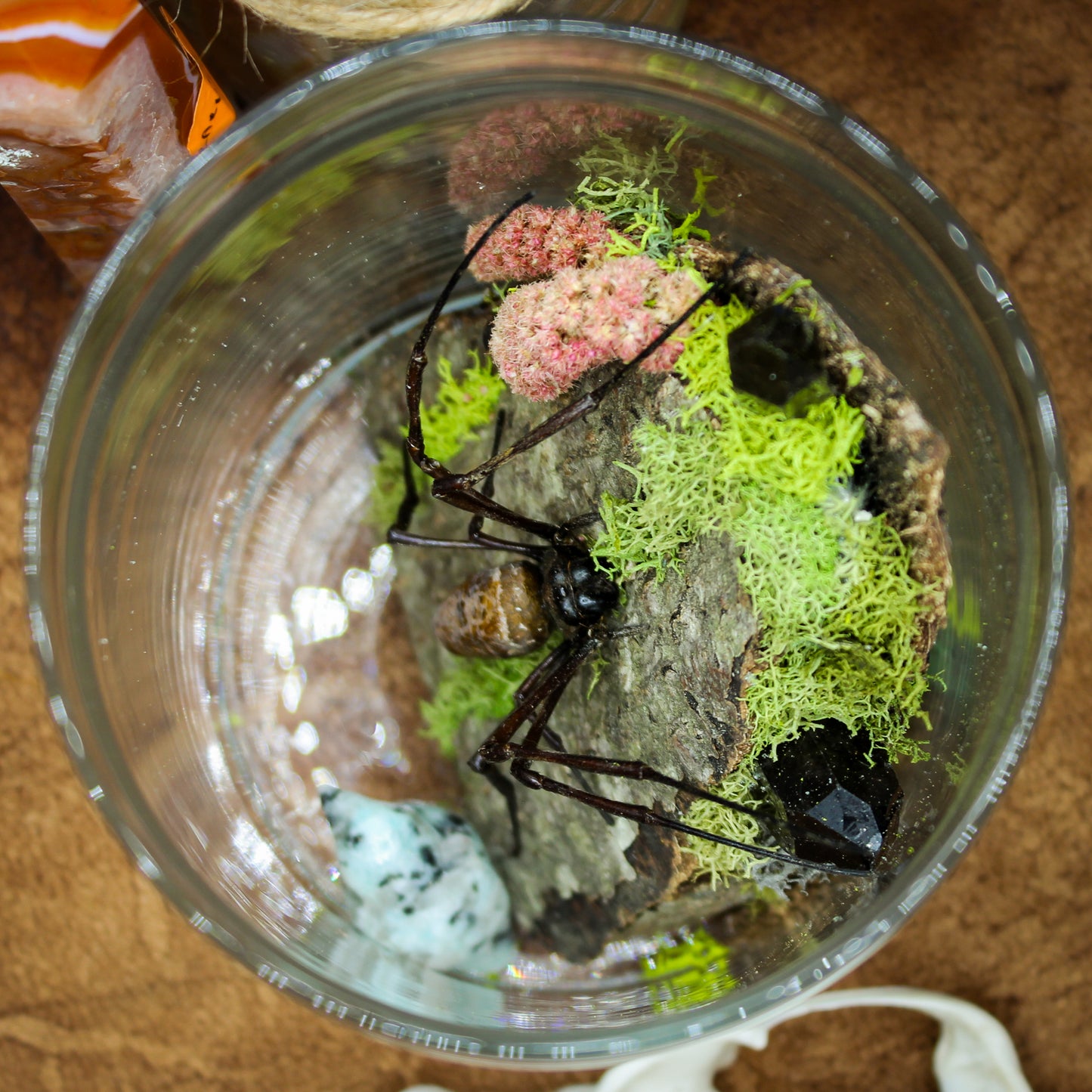 Orb Weaver Jar Display | Real Spider | Gothic Beauty Collection