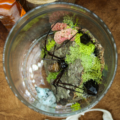 Orb Weaver Jar Display | Real Spider | Gothic Beauty Collection