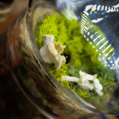 Orb Weaver Jar Display | Real Spider | Gothic Beauty Collection