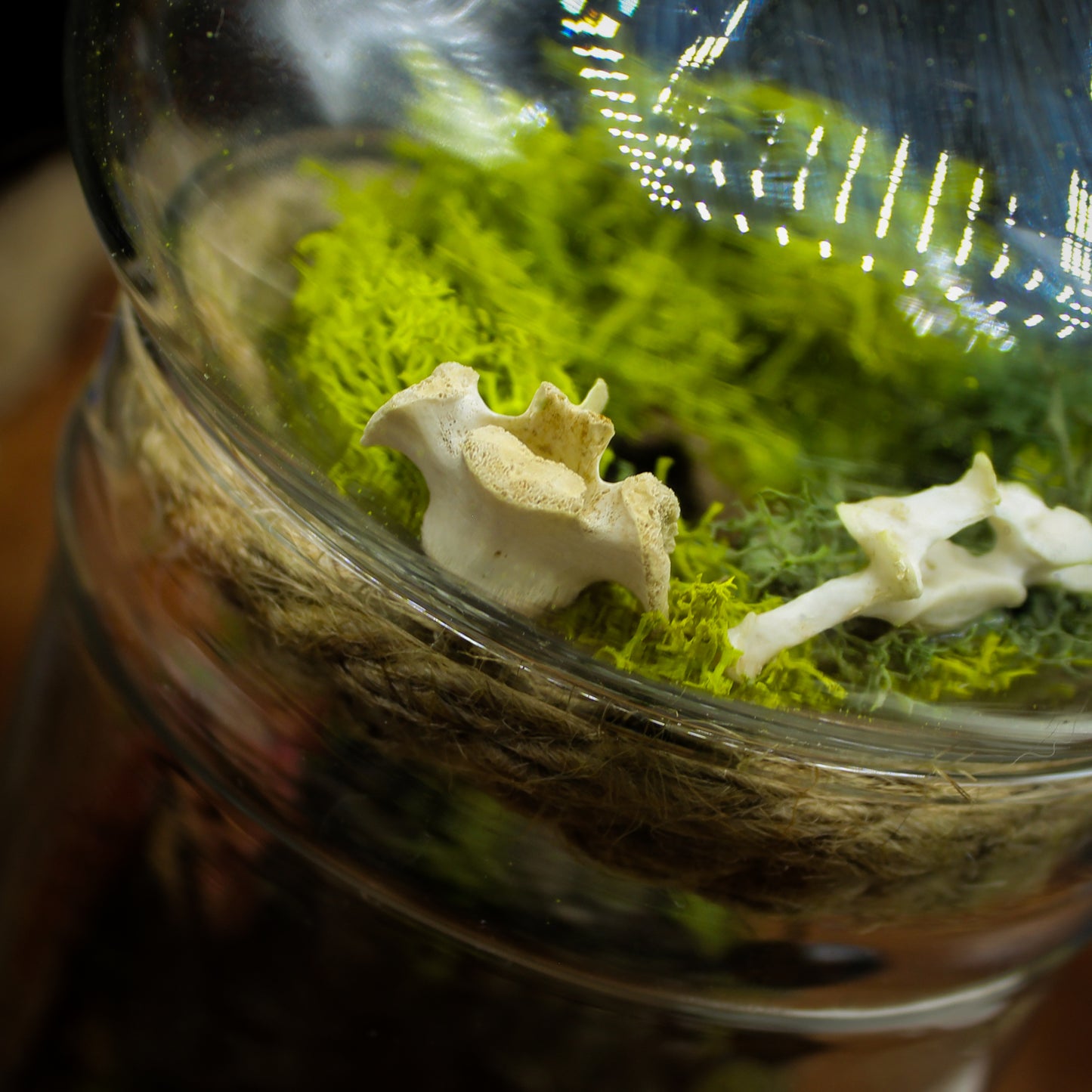 Orb Weaver Jar Display | Real Spider | Gothic Beauty Collection