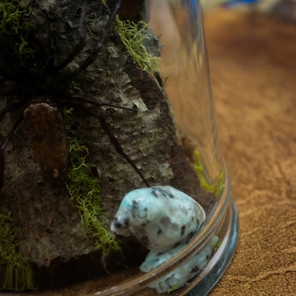 Orb Weaver Jar Display | Real Spider | Gothic Beauty Collection