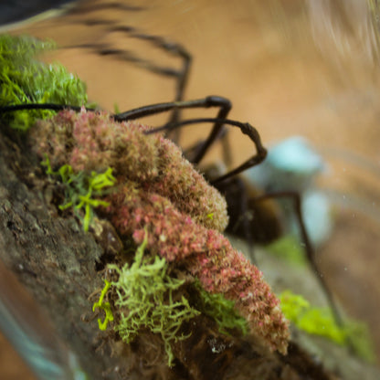 Orb Weaver Jar Display | Real Spider | Gothic Beauty Collection