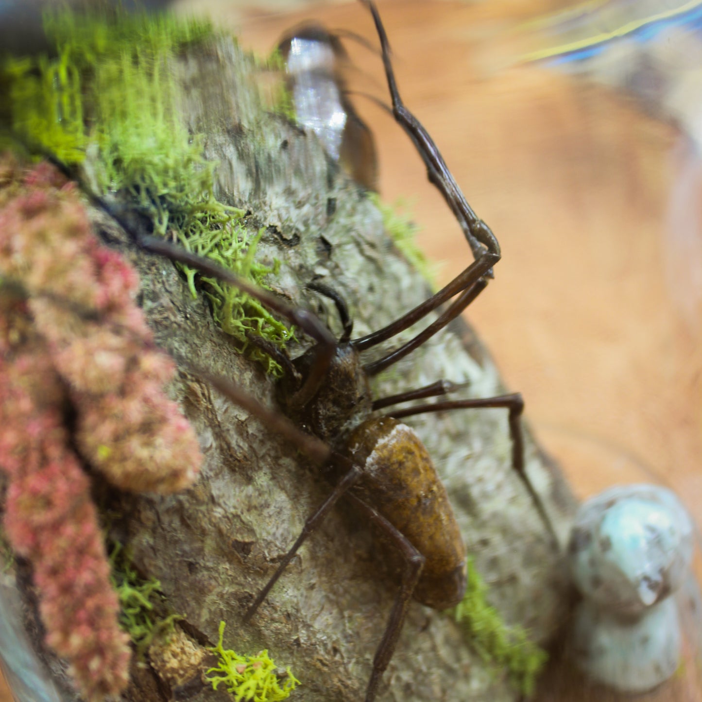 Orb Weaver Jar Display | Real Spider | Gothic Beauty Collection