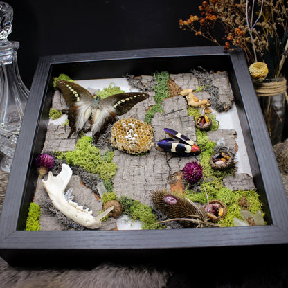 Butterfly & Beetle | Pinned Insect Frame | Mookaite Meadows
