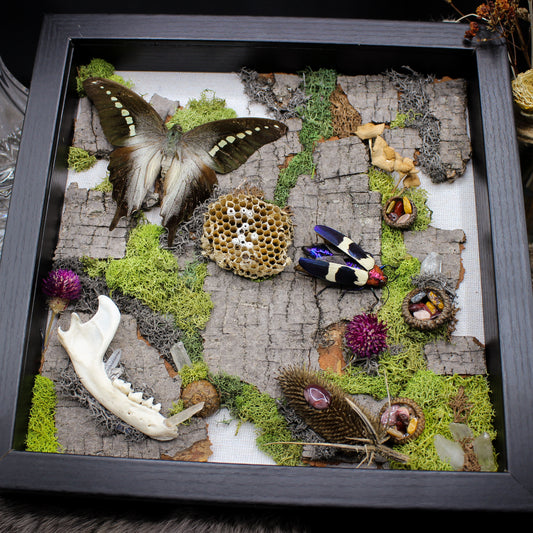 Butterfly & Beetle | Pinned Insect Frame | Mookaite Meadows