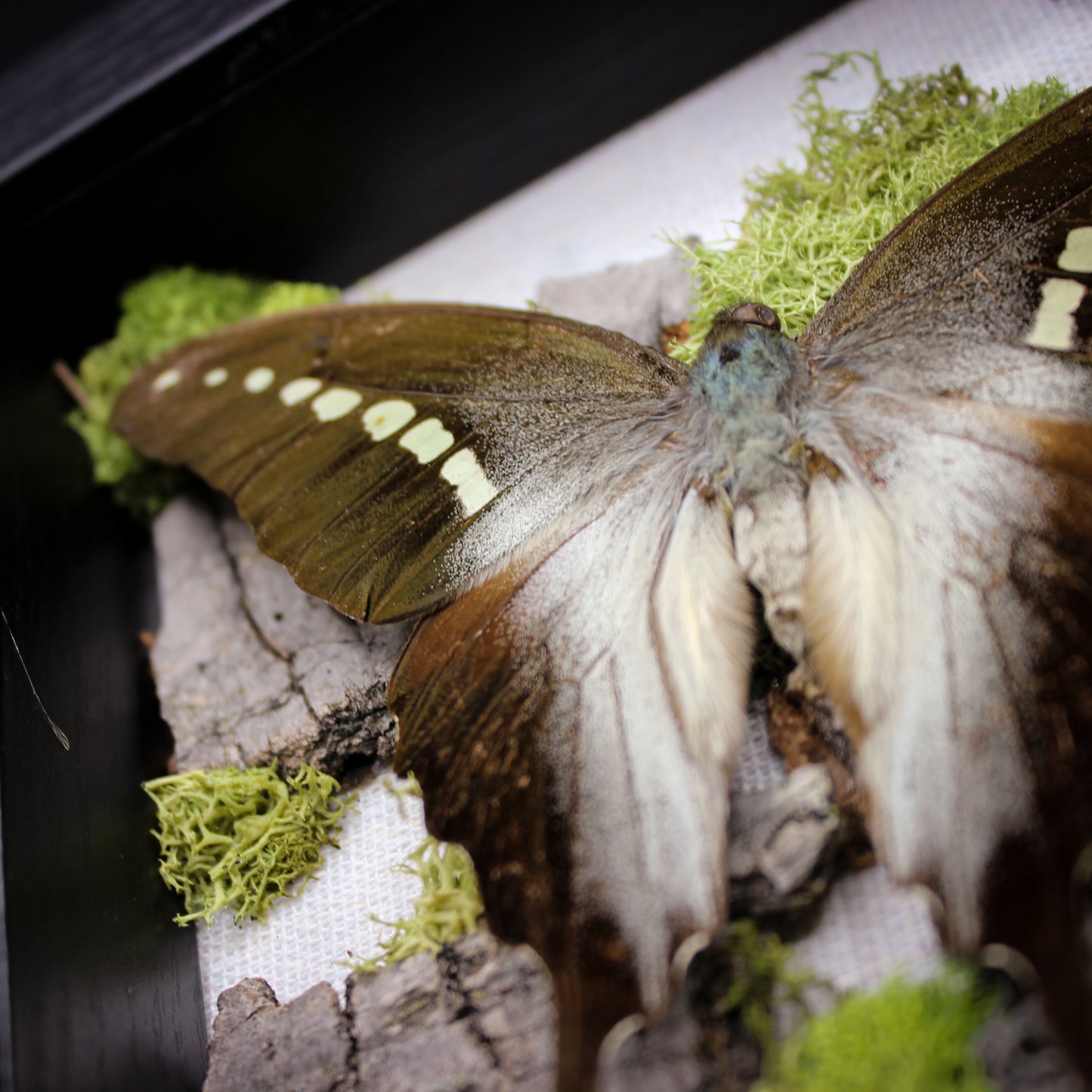 Butterfly & Beetle | Pinned Insect Frame | Mookaite Meadows