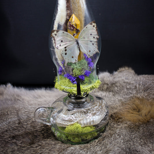 Pearl Salamis Butterfly | Pinned Insect Display | Mookaite Meadows