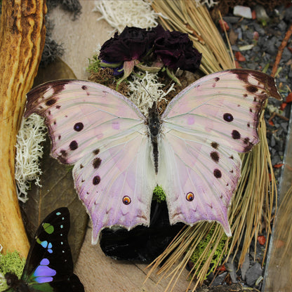 Large Butterfly Coffin | Obsidian Rose Collection